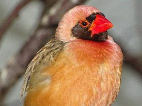 Смотреть фото Красноклювый ткач Фото Красноклювый ткач