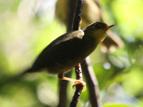 Смотреть фото Мрачный бурый бюльбюль Фото Мрачный бурый бюльбюль