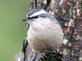 Фото Косматый поползень
