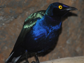 Пурпурный блестящий скворец