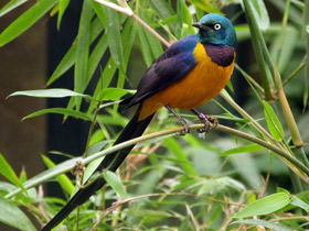 Златогрудый спрео