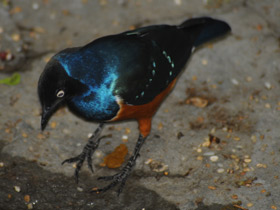 Фото Трёхцветный спрео