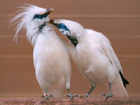 Балийский скворец