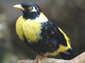 Фото Золотогрудый мино