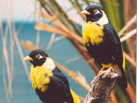 Фото Золотогрудый мино