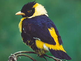 Фото Золотогрудый мино