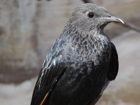 Тристрамов длиннохвостый скворец