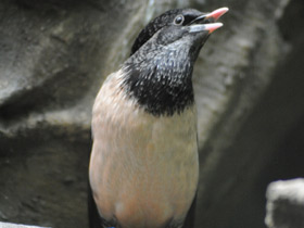 Смотреть фото Розовый скворец Фото Розовый скворец