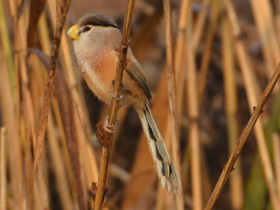 Фото Тростниковая сутора