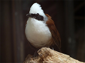 Фото Белохохлая тимелия