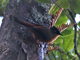 Смотреть фото Черношапочная цветная тимелия Фото Черношапочная цветная тимелия