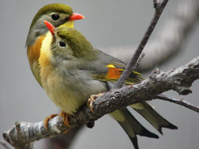 Китайский соловей