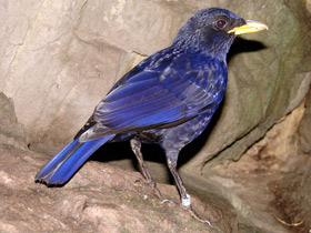 Синяя птица