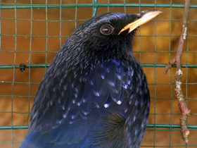 Фото Синяя птица