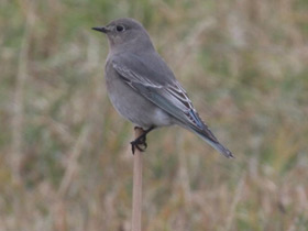Фото Голубая сиалия