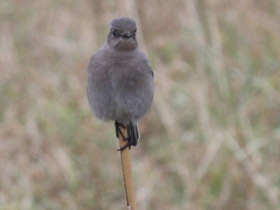 Фото Голубая сиалия