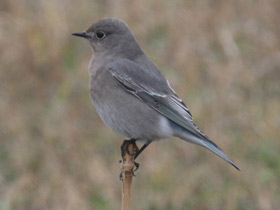 Фото Голубая сиалия
