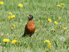 Странствующий дрозд