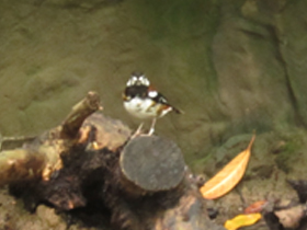 Смотреть фото Земляной каштановоспинный дрозд Фото Земляной каштановоспинный дрозд