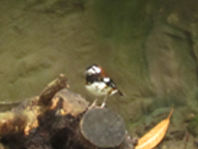 Смотреть фото Земляной каштановоспинный дрозд Фото Земляной каштановоспинный дрозд