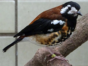 Смотреть фото Земляной каштановоспинный дрозд Фото Земляной каштановоспинный дрозд