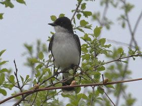 Королевский тиранн