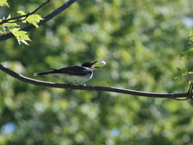 Фото Королевский тиранн