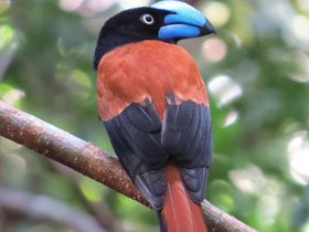 Фото Шлемоносная ванга