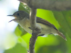 Фото Фанованская ньютония