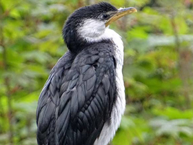 Фото Малый пёстрый баклан