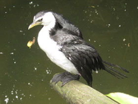 Фото Малый пёстрый баклан