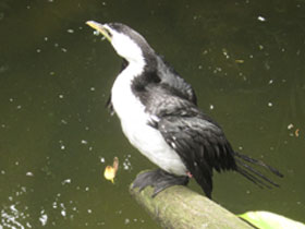 Фото Малый пёстрый баклан