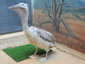 Смотреть фото Кудрявый пеликан Фото Кудрявый пеликан