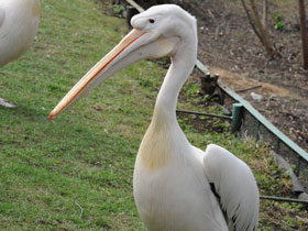 Смотреть фото Розовый пеликан Фото Розовый пеликан