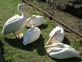 Смотреть фото Розовый пеликан Фото Розовый пеликан