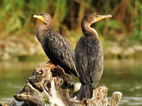 Ушастый баклан