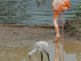 Фото Красный фламинго