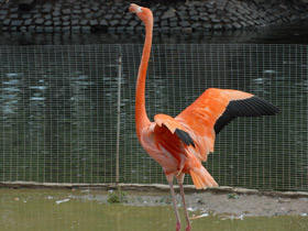Фото Красный фламинго