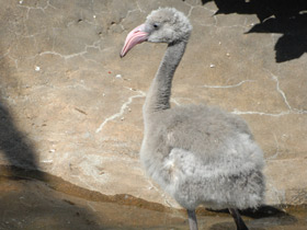 Фото Красный фламинго