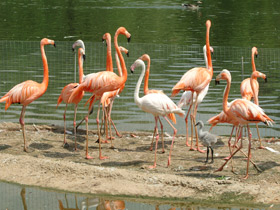 Фото Красный фламинго