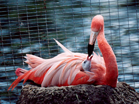 Фото Красный фламинго