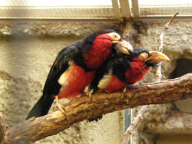 Смотреть фото Сенегальская либия Фото Сенегальская либия