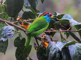 Смотреть фото Голубощёкий бородастик Фото Голубощёкий бородастик
