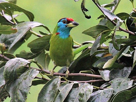 Смотреть фото Голубощёкий бородастик Фото Голубощёкий бородастик