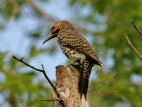 Фото Золотой дятел