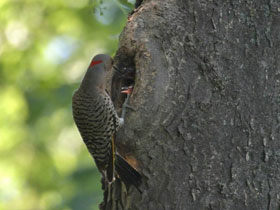 Фото Золотой дятел