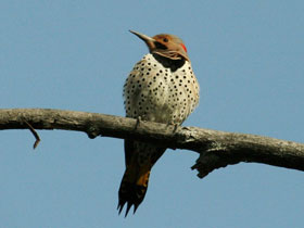 Фото Золотой дятел