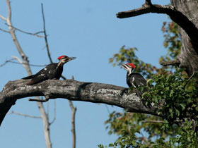 Фото Хохлатая желна