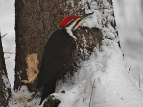 Фото Хохлатая желна