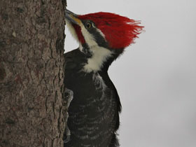 Фото Хохлатая желна